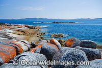 Settlement Point (near Caves Beach), showing extensive lichen (Caloplaca sp.) covered granite boulder coastline. Flinders Island, Tasmania, Australia
