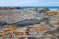 Rain puddles at Holloway Point, an extensive lichen (Caloplaca sp.) covered granite boulder coastline. Flinders Island, Tasmania, Australia
