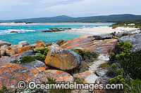 Holloway Point, an extensive lichen (Caloplaca sp.) covered granite boulder coastline. Flinders Island, Tasmania, Australia