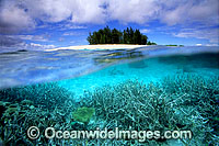 Tropical island and reef