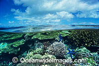 Half under and half over water picture of Acropora Coral reef. Great Barrier Reef, Queensland, Australia