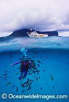 Half under and half over water picture of Scuba Diver hand feeding tropical fish. Lord Howe Island lagoon, Lord Howe Island, South Pacific, Australia