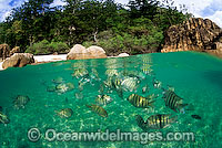 Half under, half over water picture of schooling Sergeant Fish (Abudefduf sp.). Blue Pearl Two Beach, Hayman Island, Whitsunday Islands, Queensland, Australia