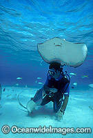 Scuba Diver hand feeding Southern Stingray (Dasyatis americana). 'Stingray City', Grand Cayman Island, British West Indies (Caribbean).