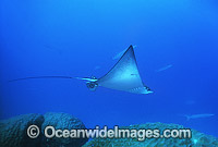 White-spotted Eagle Ray (Aetobatus narinari). Also known as Bonnet Skate, Duckbill Ray and Spotted Eagle Ray. Great Barrier Reef, Queensland, Australia