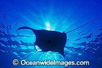 Giant Oceanic Manta Ray (Manta birostris). Found throughout the world in tropical and subtropical waters, but also can be found in temperate waters. Largest type of ray in the world, recorded at over 7.6 metres (26ft) across. Great Barrier Reef, Australia