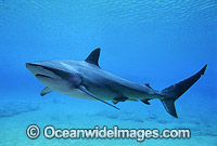 Dusky Shark (Carcharhinus obscurus). Also known as Black Whaler and Bronze Whaler. Found throughout Australia in tropical and warm temperate seas.