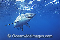 Great White Shark (Carcharodon carcharias) underwater. Also known as White Pointer and White Death. Neptune Islands, South Australia. Listed as Vulnerable Species on the IUCN Red List.
