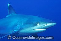 Silvertip Shark (Carcharhinus albimarginatus). Great Barrier Reef, Queensland, Australia