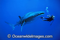 Scuba Diver photographing a Whale Shark (Rhincodon typus). Indo-Pacific. Found throughout the world in all tropical and warm-temperate seas. Classified Vulnerable on the IUCN Red List.