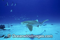 Leopard Shark (Stegastoma fasciatum). Also known as Zebra Shark. Great Barrier Reef, Queensland, Australia