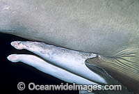 Detail of reproductive claspers of a male Grey Nurse Shark (Carcharias taurus). Also known as Sand Tiger Shark and Spotted Ragged-tooth Shark. New South Wales, Australia. Classified Vulnerable IUCN Red List, protected in Australia.