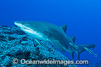 Grey Nurse Shark (Carcharias taurus). Also known as Sand Tiger Shark and Spotted Ragged-tooth Shark. Solitary Islands, New South Wales, Australia. Classified Vulnerable IUCN Red List, protected in Australia