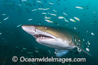 Grey Nurse Shark (Carcharias taurus), with baitfish. Known as Grey Nurse Shark in Australia, Sand Tiger Shark in USA and Ragged-tooth Shark in South Africa. Solitary Islands, NSW, Australia. Vulnerable on IUCN Red List of Threatened Species.