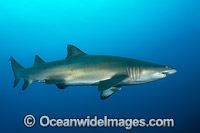 Grey Nurse Shark (Carcharias taurus). Known as Grey Nurse Shark in Australia, Sand Tiger Shark in USA and Ragged-tooth Shark in South Africa. Photo taken at Solitary Islands, NSW, Australia. Vulnerable on IUCN Red List of Threatened Species.