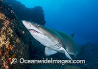 Grey Nurse Shark (Carcharias taurus). Known as Grey Nurse Shark in Australia, Sand Tiger Shark in USA and Ragged-tooth Shark in South Africa. Photo taken at Solitary Islands, NSW, Australia. Vulnerable on IUCN Red List of Threatened Species.