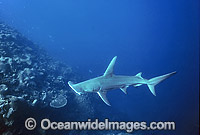 Great Hammerhead Shark (Sphyrna mokarran). Rowley Shoals, Western Australia