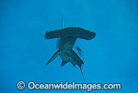 Scalloped Hammerhead Shark (Sphyrna lewini). Queensland, Australia. Found in tropical and warm temperate seas.