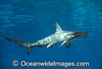 Scalloped Hammerhead Shark (Sphyrna lewini). Queensland, Australia. Found in tropical and warm temperate seas.