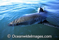Great White Shark (Carcharodon carcharias) with dorsal fin breaking surface. Gansbaai, South Africa. Protected species Classified as Vulnerable on the IUCN Red List.