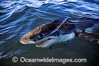 Great White Shark (Carcharodon carcharias) on ocean surface. Gansbaai, South Africa. Protected species.