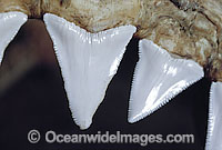 Close detail of the teeth of a dead Great White Shark (Carcharodon carcharias). Photo taken in South Australia. Protected species Classified as Vulnerable on the IUCN Red List.
