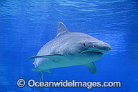 Tiger Shark (Galeocerdo cuvier). Found in Tropical seas, with seasonal sightings in warm temperate areas. Australia.