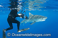 Underwater photographer observing a Tiger Shark (Galeocerdo cuvier). Found in Tropical seas, with seasonal sightings in warm temperate areas. Photo taken at the Great Barrier Reef, Qld, Australia
