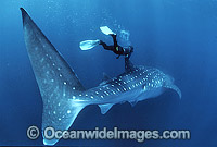 Whale Shark (Rhincodon typus) and Snorkel Diver. Indo-Pacific. Found throughout the world in all tropical and warm-temperate seas. Classified Vulnerable on the IUCN Red List.