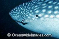 Whale Shark (Rhincodon typus) showing close detail of eye and spiracle. Ningaloo Reef, Western Australia. Classified Vulnerable on the IUCN Red List.