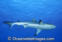 Grey Reef Shark (Carcharhinus amblyrhynchos). Also known as Grey Reef Shark, Black-vee Whaler and Longnose Blacktail Shark. Great Barrier Reef, Queensland, Australia. Found throughout tropical Indo-West and Central Pacific.