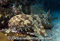 Spotted Wobbegong Shark (Orectolobus maculatus). Also known as Carpet Shark. Solitary Islands, New South Wales, Australia