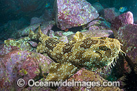 Spotted Wobbegong Shark (Orectolobus maculatus). Found in the eastern Indian Ocean from Western Australia to southern Queensland, Australia. Photo was taken at Solitary Islands, Coffs Harbour, New South Wales, Australia.