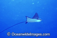 White-spotted Eagle Ray (Aetobatus narinari). Also known as Bonnet Skate, Duckbill Ray and Spotted Eagle Ray. Great Barrier Reef, Queensland, Australia