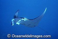 Giant Oceanic Manta Ray (Manta birostris). Found throughout the world in tropical and subtropical waters, but also can be found in temperate waters. Largest type of ray in the world, recorded at over 7.6 metres (26ft) across. Great Barrier Reef, Australia