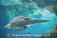 Giant Shovelnose Ray (Rhinobatos typus). Also known as Common Shovelnose Ray, Shovelnose Shark and Guitarfish. Found throughout the Indo-Pacific, including tropical Australian waters. Photo taken at Queensland Southern Coast, Australia.