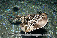 Eastern Fiddler Ray (Trygonorrhina fasciata). Found in coastal eastern Australia from southern Queensland to southern New South Wales, Australia.