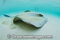 Swimmer standing in the shallows next to a Cowtail Stingray (Pastinachus sephen). Also known as Fantail Ray, Feathertail Stingray, Banana-tail Ray. Found throughout the Indo-Pacific. Photo taken at Heron Island, Great Barrier Reef, Australia.