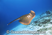 Blue-spotted Fantail Stingray (Taeniura lymma). Found on sandy bottoms in the vicinity of coral reefs throughout the Indo-west Pacific Region. Also known as Blue-spotted Lagoon Ray, Blue-spotted Ribbontail Ray, Lagoon Ray, Lesser Fantail Ray and Reef Ray.