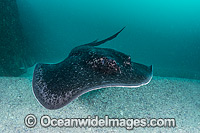 Blotched Fantail Ray (Taeniura meyeni). Also known as Black-blotched Stingray, Black-spotted Stingray and Giant Reef Ray. Found throughout the Indo-West Pacific from Red Sea to tropical Australia. Photo taken Solitary Islands, NSW, Australia.