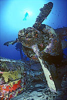 Scuba Diver exploring wreck of World War II Japanese bi-plane. New Britain Island, Papua New Guinea.