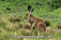 Eastern Grey Kangaroo (Macropus giganteus) - male. Warrumbungle National Park, New South Wales, Australia
