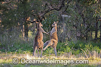 Eastern Grey Kangaroo (Macropus giganteus), two large males boxing. Photo taken at the Warrumbungle National Park, New South Wales, Australia.