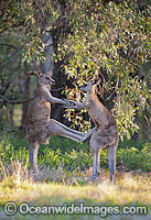 Eastern Grey Kangaroo (Macropus giganteus), two large males boxing. Photo taken at the Warrumbungle National Park, New South Wales, Australia.