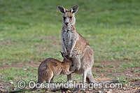 Eastern Grey Kangaroo (Macropus giganteus), joey drinking milk from milk gland inside the mothers pouch. Photo taken at the Warrumbungle National Park, New South Wales, Australia.
