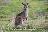 Eastern Grey Kangaroo (Macropus giganteus). Photo taken at the Warrumbungle National Park, New South Wales, Australia.