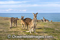Mob of Eastern Grey Kangaroos (Macropus giganteus). Look At Me Now Headland, New South Wales, Australia.