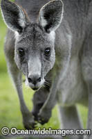 Eastern Grey Kangaroo (Macropus giganteus), mother with joey in pouch. Mornington Peninsula, Victoria, Australia.