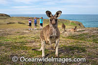 Eastern Grey Kangaroos (Macropus giganteus). Look At Me Now Headland, New South Wales, Australia.