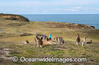 Eastern Grey Kangaroos (Macropus giganteus). Look At Me Now Headland, New South Wales, Australia.